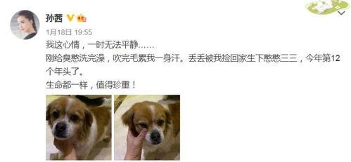 娱乐圈吃瓜小狗小说免费阅读,吃瓜小狗的甜蜜复仇之旅